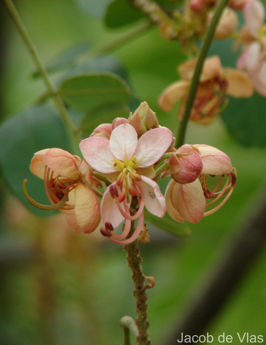 Cassia roxburghii DC.